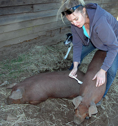 Megan Brown with Red Wattle pigs.