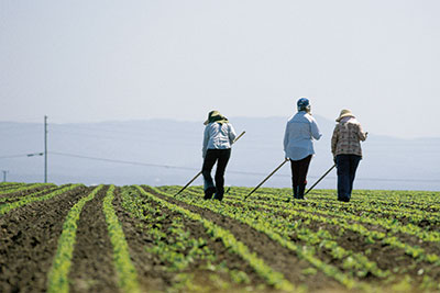 Agricultural workers in the field photo.