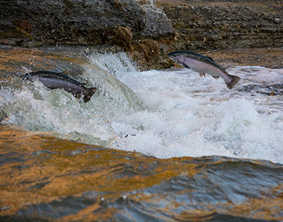 Salmon moving up river.