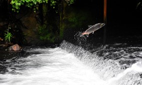 Salmon jumping in stream by Drew Farwell, Unsplash